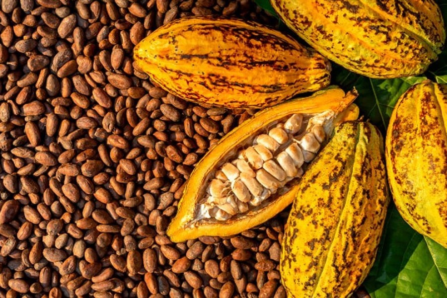 Nigeria Targets Processed Cocoa Exports With $10 Million Plant image